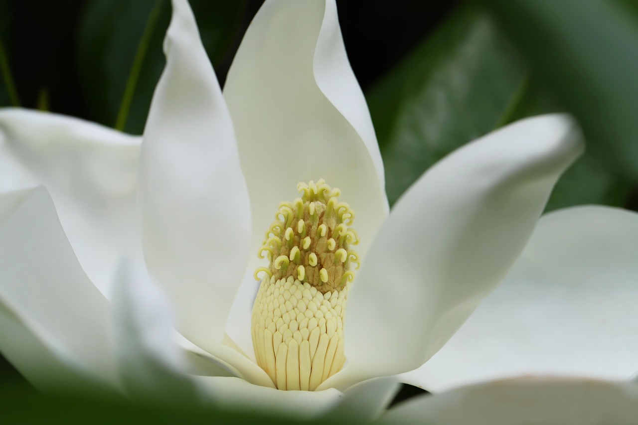 evergreen magnolia large-flowered magnolia magnolia flower flower background nature flower wallpaper flora close up magnolia grandiflora white flower petals stamens pistils beautiful flowers blossom