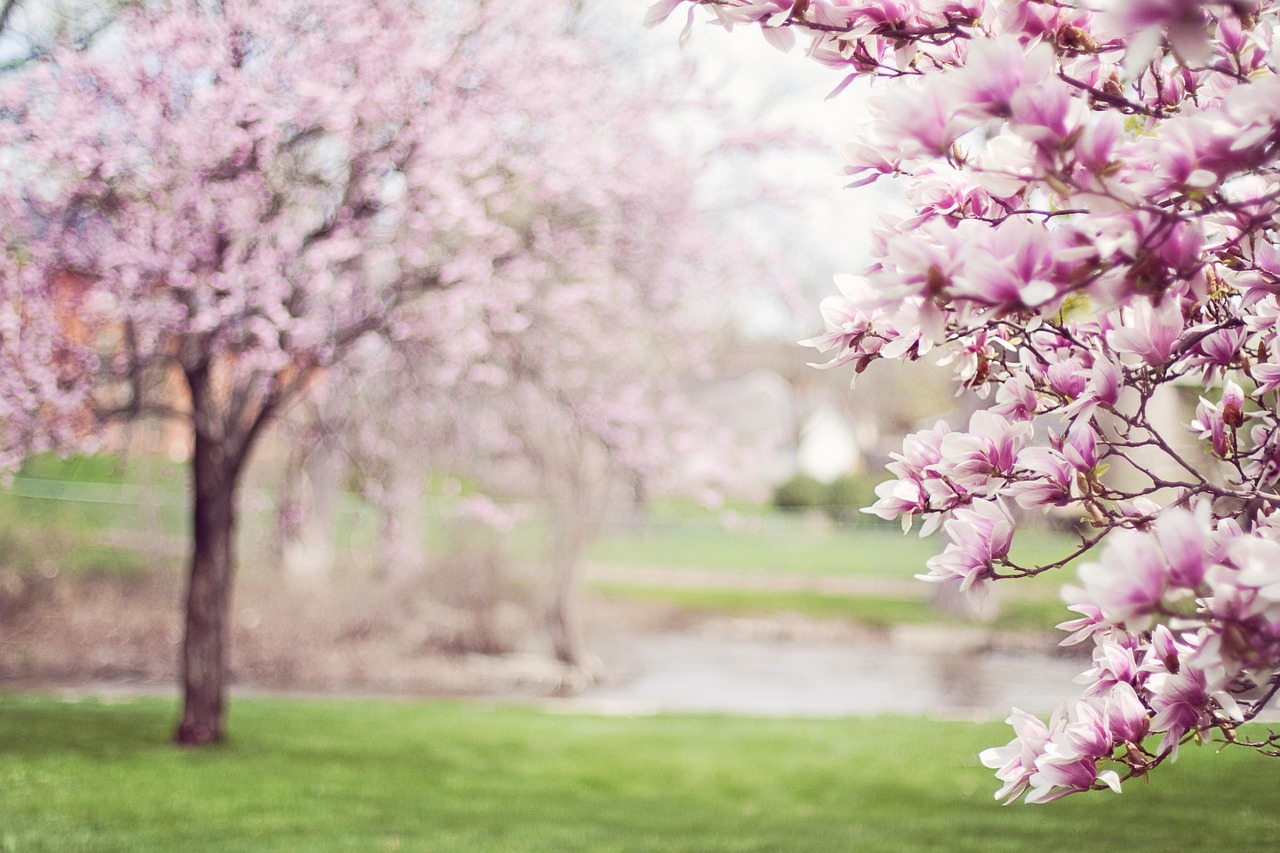 magnolia trees springtime pink flowers blossom spring flowering tree bloom flora nature spring spring spring spring spring nature