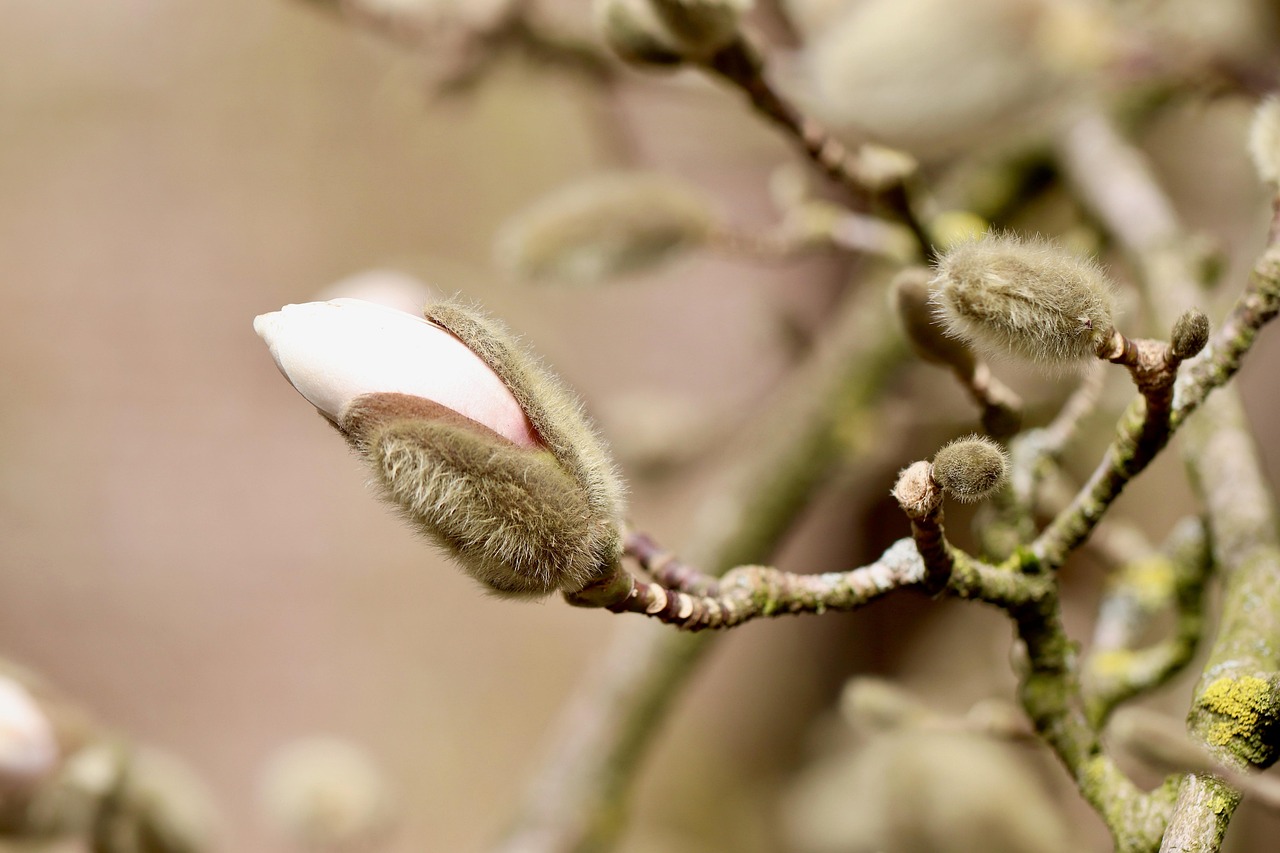 magnolia stellata magnolia star magnolia flowering branch spring awakening flower bud blossom bloom shrub ornamental shrub blooming branch nature close up bud blossom magnolia magnolia flower bud flower bud flower bud flower bud nature nature nature bud bud bud bud bud