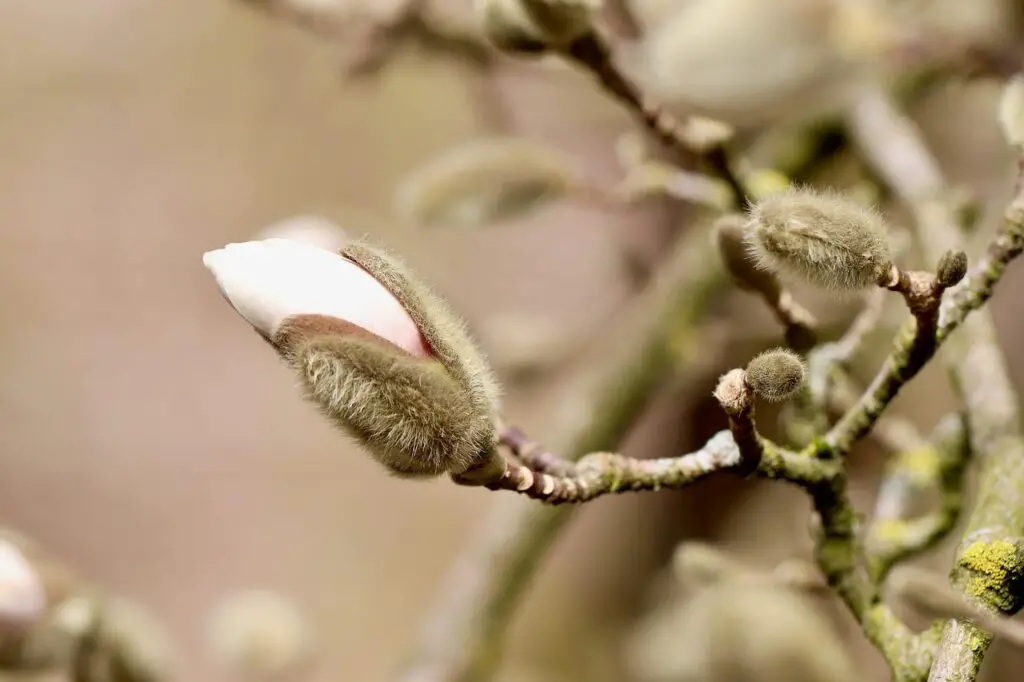 Do Magnolia Trees Have Invasive Roots? Insights Into Root Systems