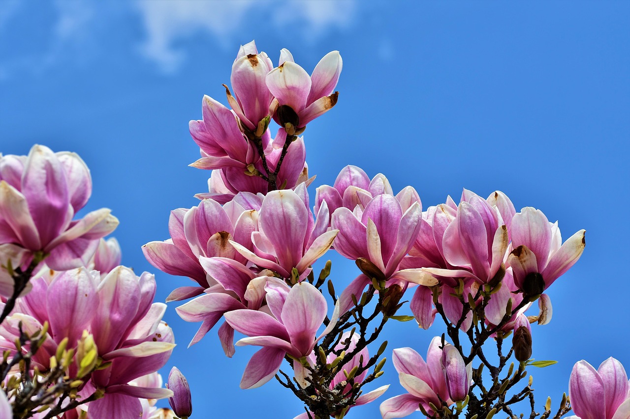 magnolia magnolia tree blooming magnolia family magnolia flower blossoms pink spring bloomers bud bloom plant spring nature magnolia magnolia magnolia magnolia magnolia magnolia tree magnolia tree
