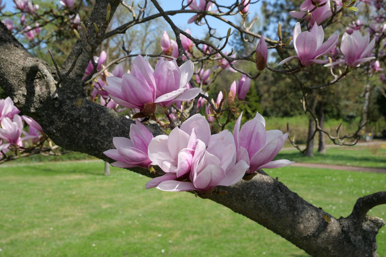 tree magnolia tree tulips magnolia magnolia soulangiana blossoms nature garden park garden show yulan magnolia ornamental plant ornamental wood magnolieacease magnolia tree magnolia tree magnolia tree magnolia tree magnolia tree magnolia soulangiana yulan magnolia