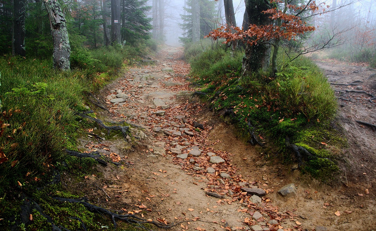 the path trail the roots of the stones the fog mountains beskids jaworzyna when forest nature landscape tourism tree forests when when when when when