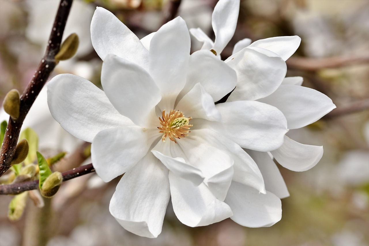 magnolia magnolia tree blooming magnolia family magnolia flower blossoms pink spring bloomers bud bloom plant spring nature magnolia magnolia magnolia magnolia magnolia magnolia flower