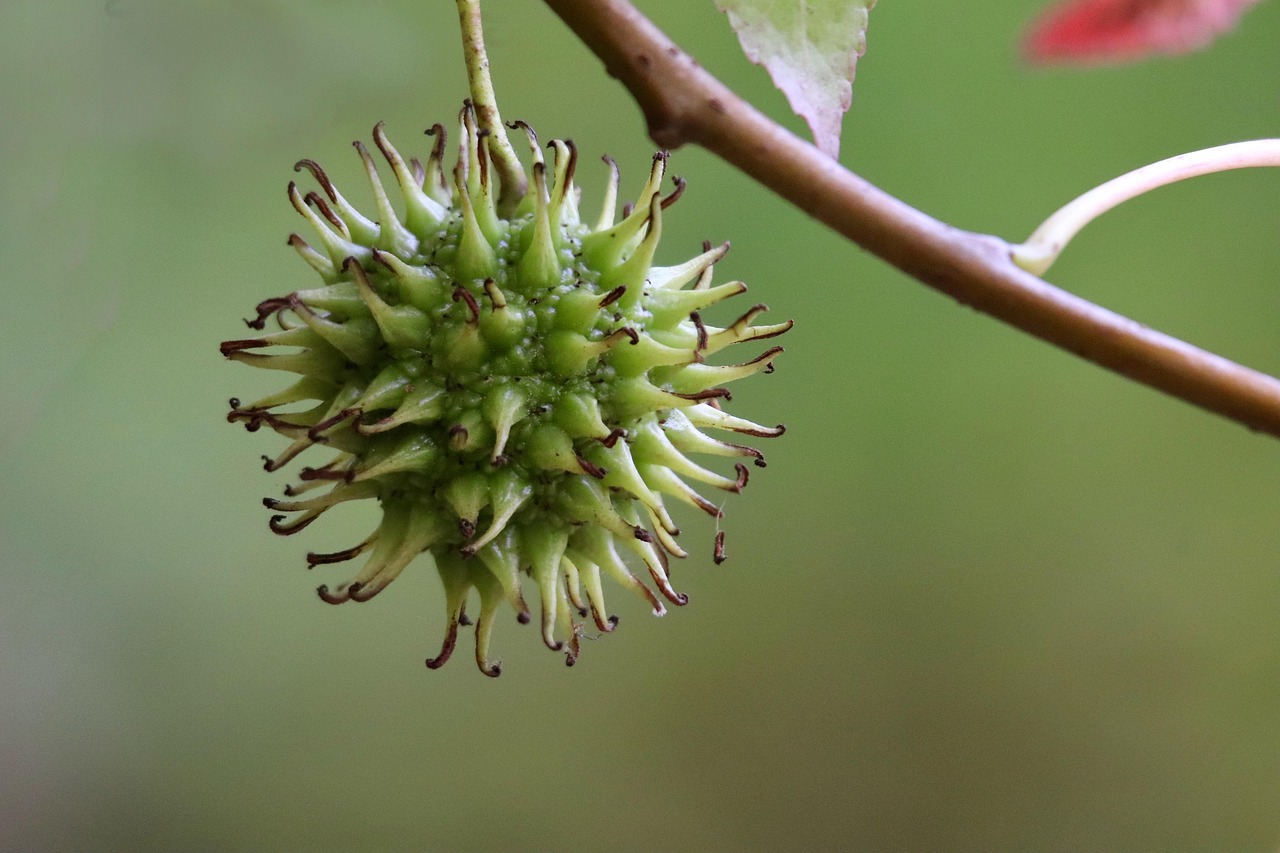 sweetgum starfish tree sweetgum tree fruit liquidambar fruit compound fruit of the sweetgum tree capsule fruit nature close up seed composite