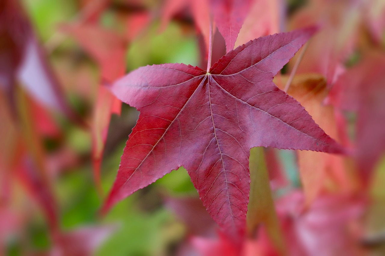 sweetgum red leaf fall autumn colors autumn color leaf veins leaf structure