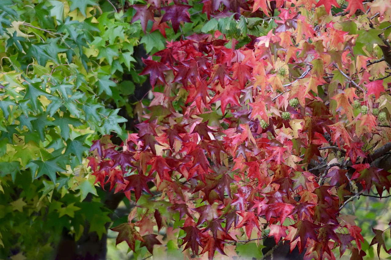 sweetgum starfish tree liquidambar american amber tree red foliage autumn color leaves fall nature