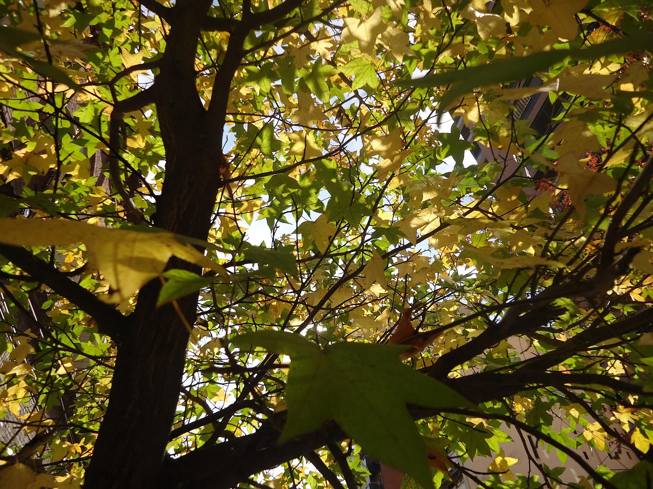tree sheets tomorrow nature sweetgum