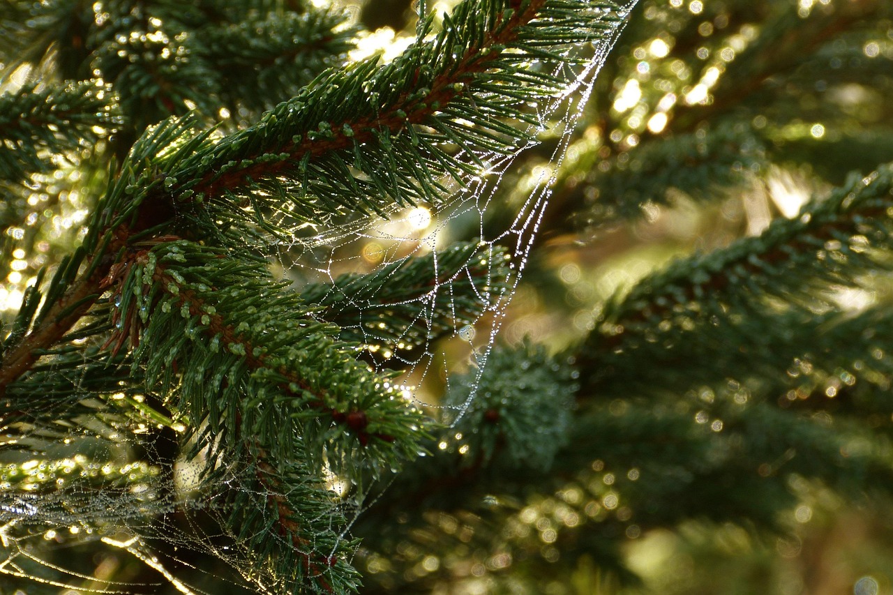 pine trees cobweb pine needs macro nature spiderweb pine trees pine trees pine trees pine trees pine trees cobweb nature spiderweb spiderweb