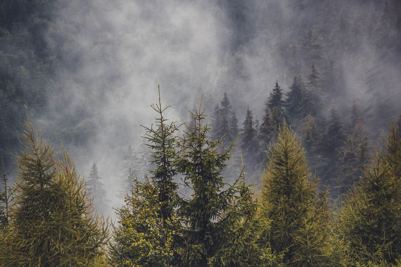 pine forest pine trees forest pine trees nature fog conifer woods transylvania romania pine forest pine forest pine forest pine forest pine trees pine trees pine trees forest forest forest pine pine trees transylvania romania romania romania romania romania