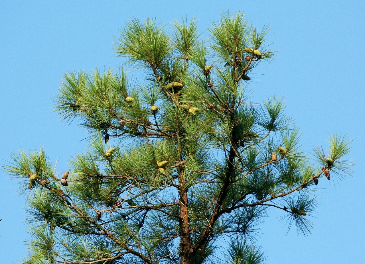 pine tree cones coniferous loblolly nature southern yellow pine evergreen