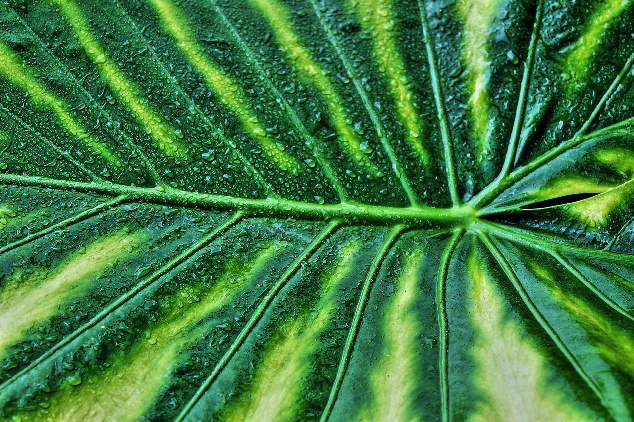variegated leaf nature giant taro plant macro alocasia macrorrhizos