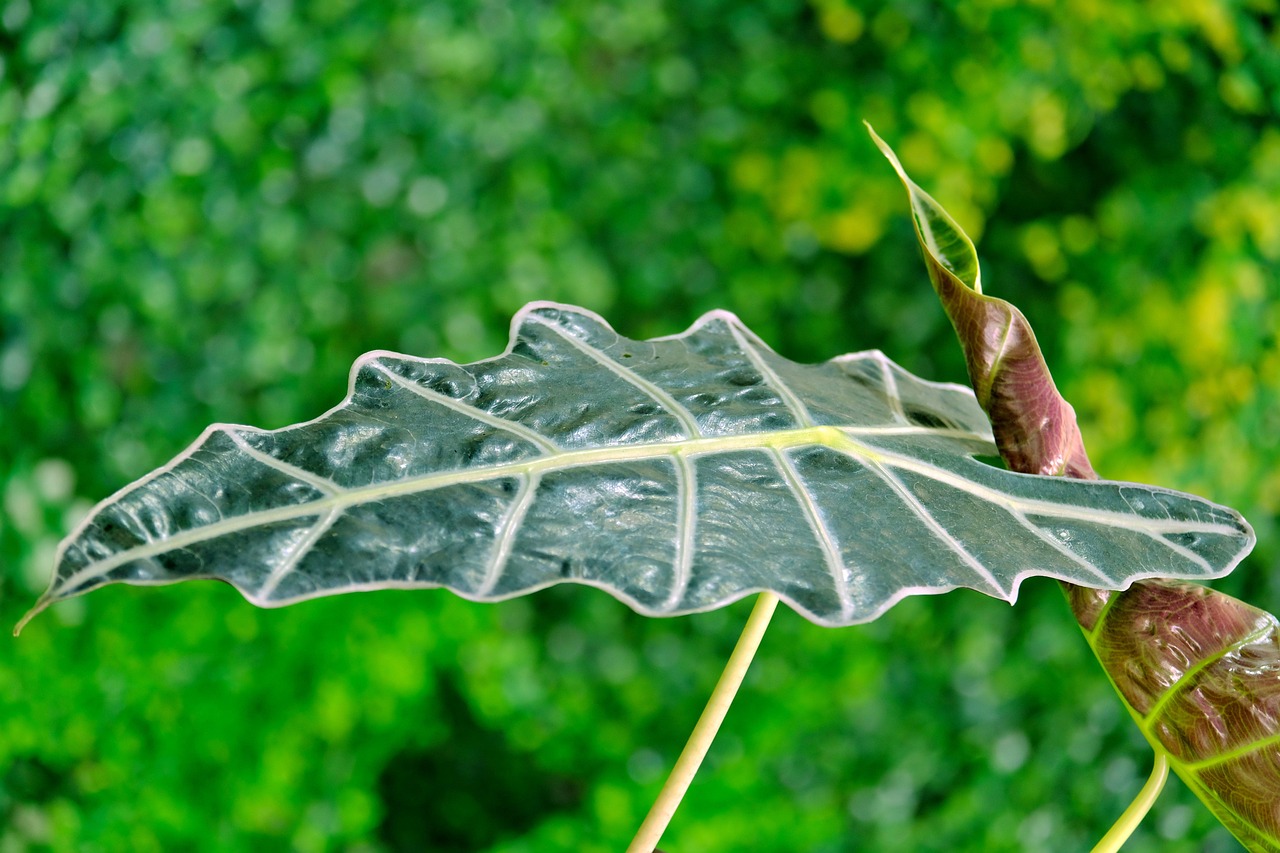 alocasia leaves plant flora nature garden alocasia alocasia alocasia alocasia alocasia