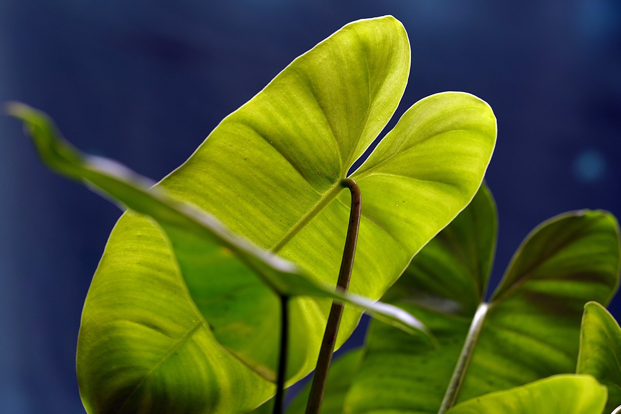alocasia leaves plant flora nature closeup alocasia alocasia alocasia alocasia alocasia leaves nature