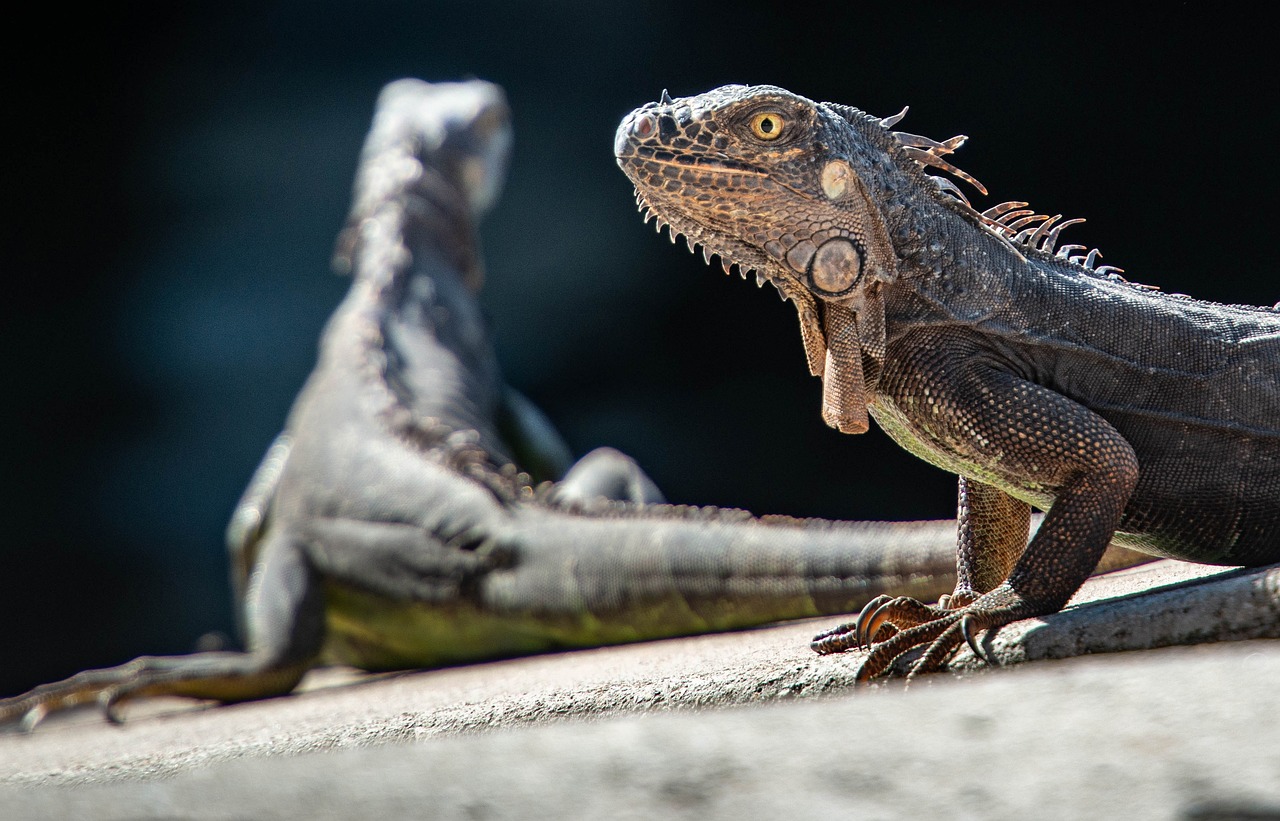 iguanas reptiles lizard nature dragon animal scale exotic creature tropical green scaly desert iguanidae schuppenkriechtier tropics claw closeup scary dinosaur