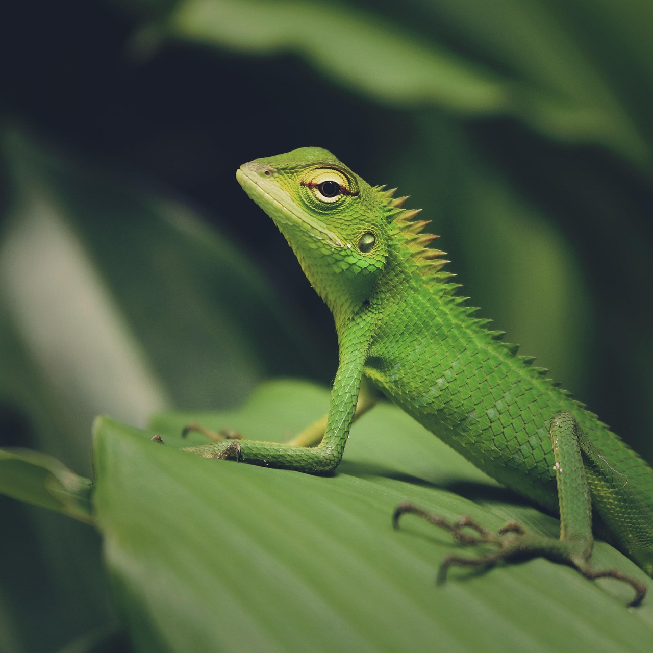 iguana reptile scaly dragon scales animal wilderness wild animal wild wildlife wildlife photography close up nature animal world exotic creature iguana iguana iguana dragon dragon dragon dragon dragon