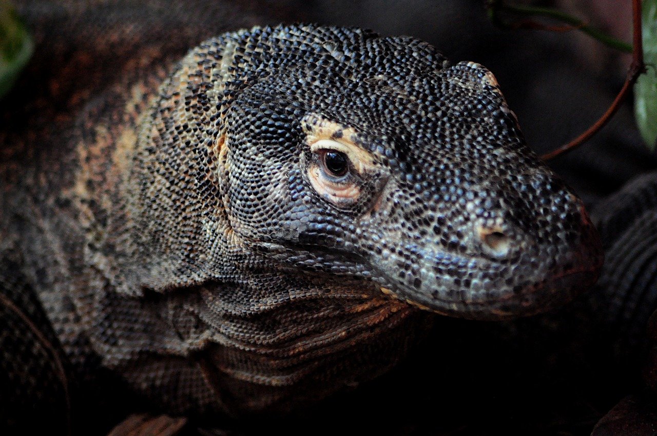 reptile lizard dark moody komodo dragon dragon indonesian animal nature wildlife scales
