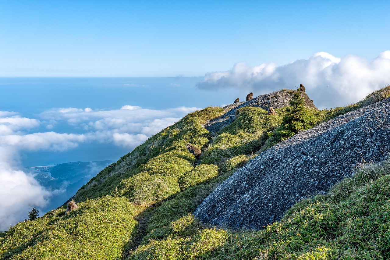 landscape herd of monkeys foraging sprouts of yakuzaza coastline nagata village elevation difference 1700m yakushima japan