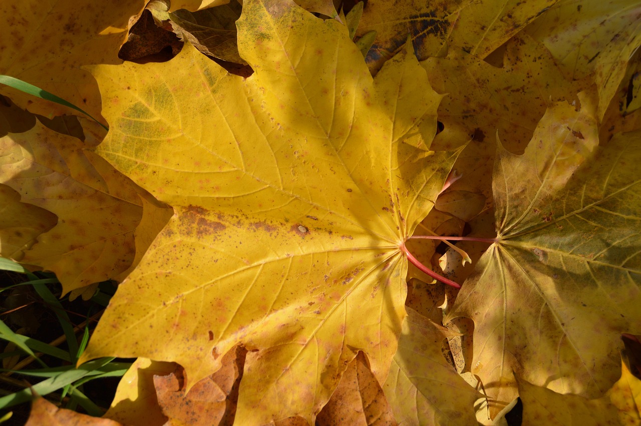 autumn leaf clone yellow earth nature dying coloration season dying dying dying dying dying