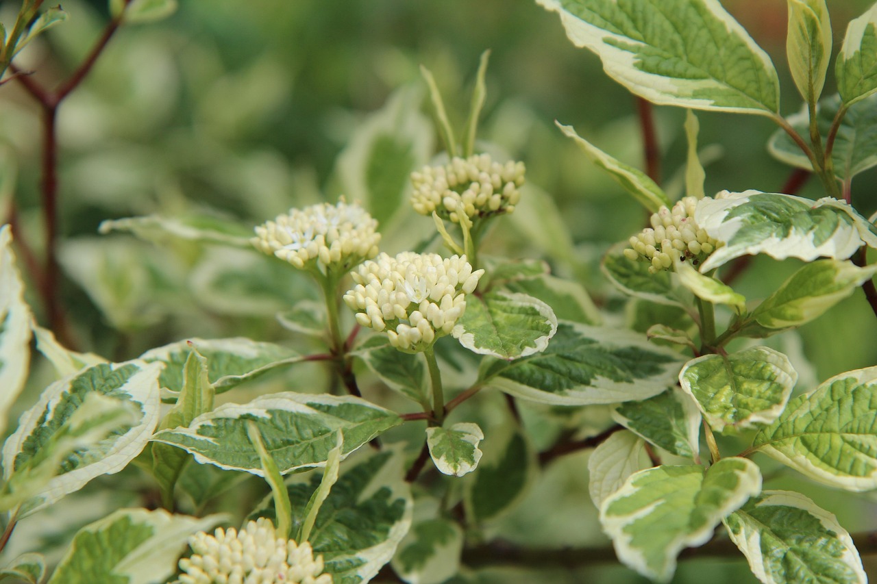 dogwood-variegated dogwood flowers of dogwood flowering dogwood shrub leaf variegated