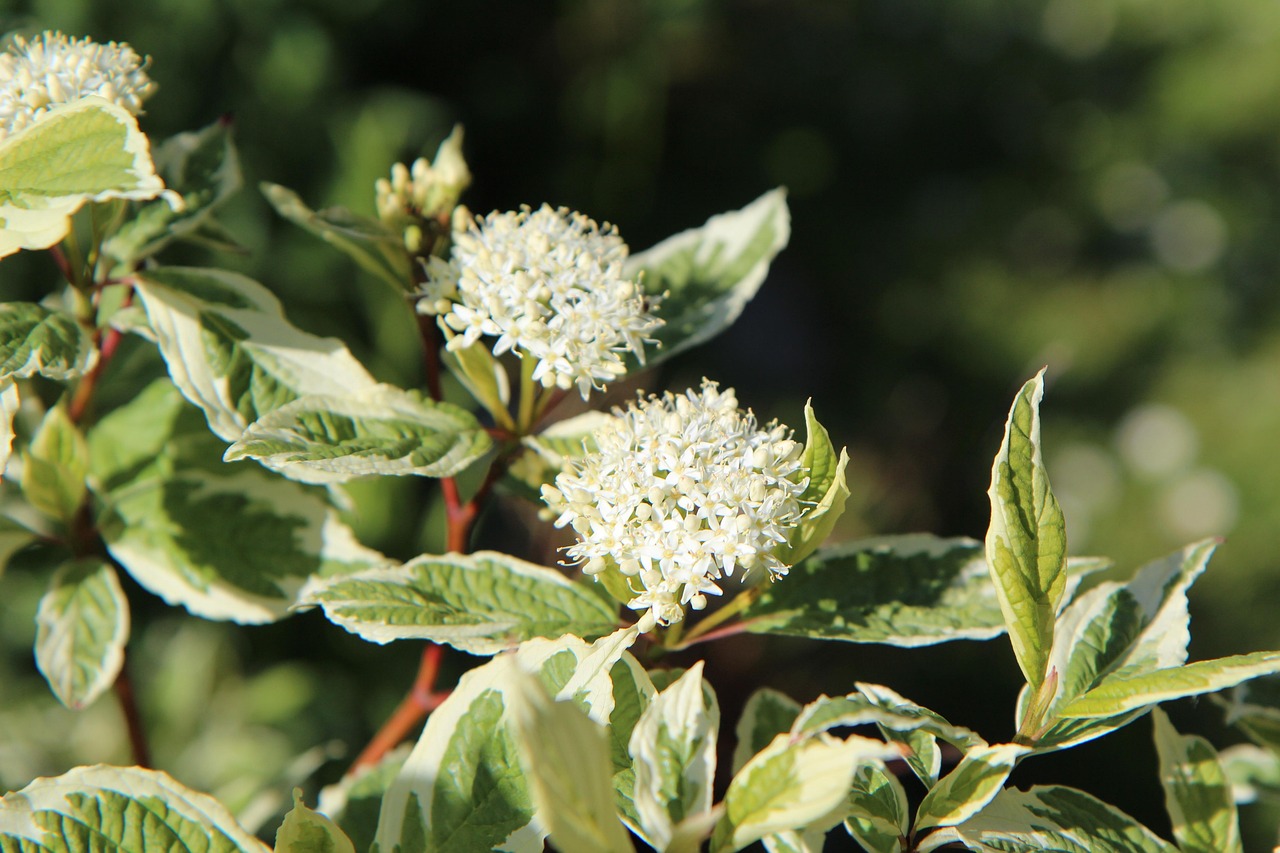 dogwood dogwood-variegated leaf variegated dogwood variegated leaves flowering dogwood little flower white flowers
