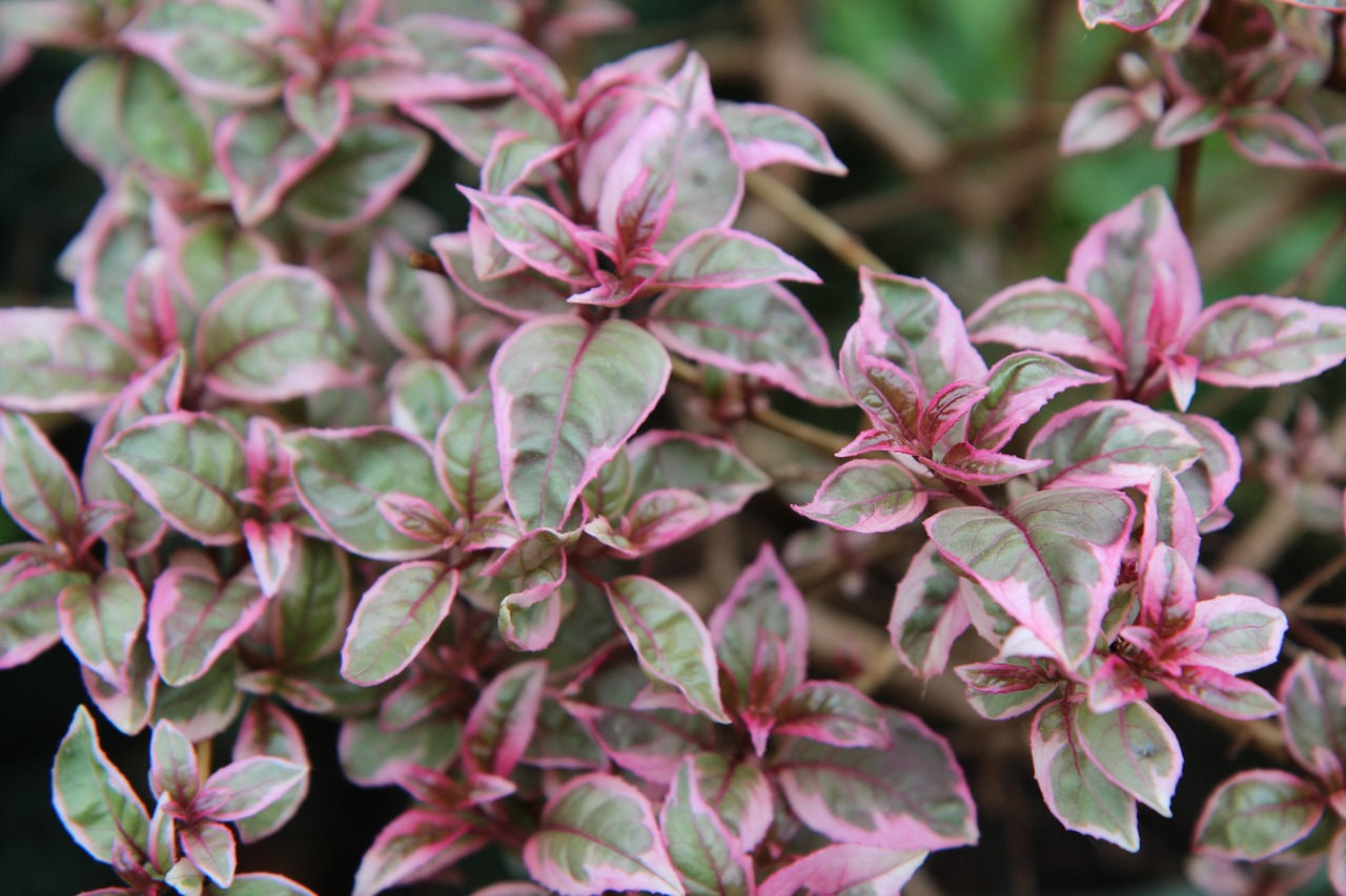 fuchsia fuchsia variegated leaf variegated foliage fuchsia tom west
