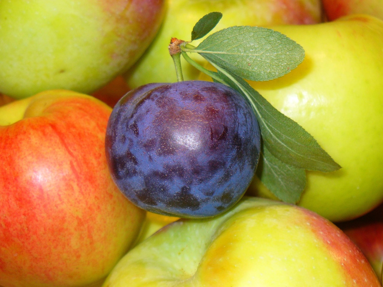 fruits prune apples food organic healthy sweet vegetarian vitamins nutrition prune prune prune prune prune