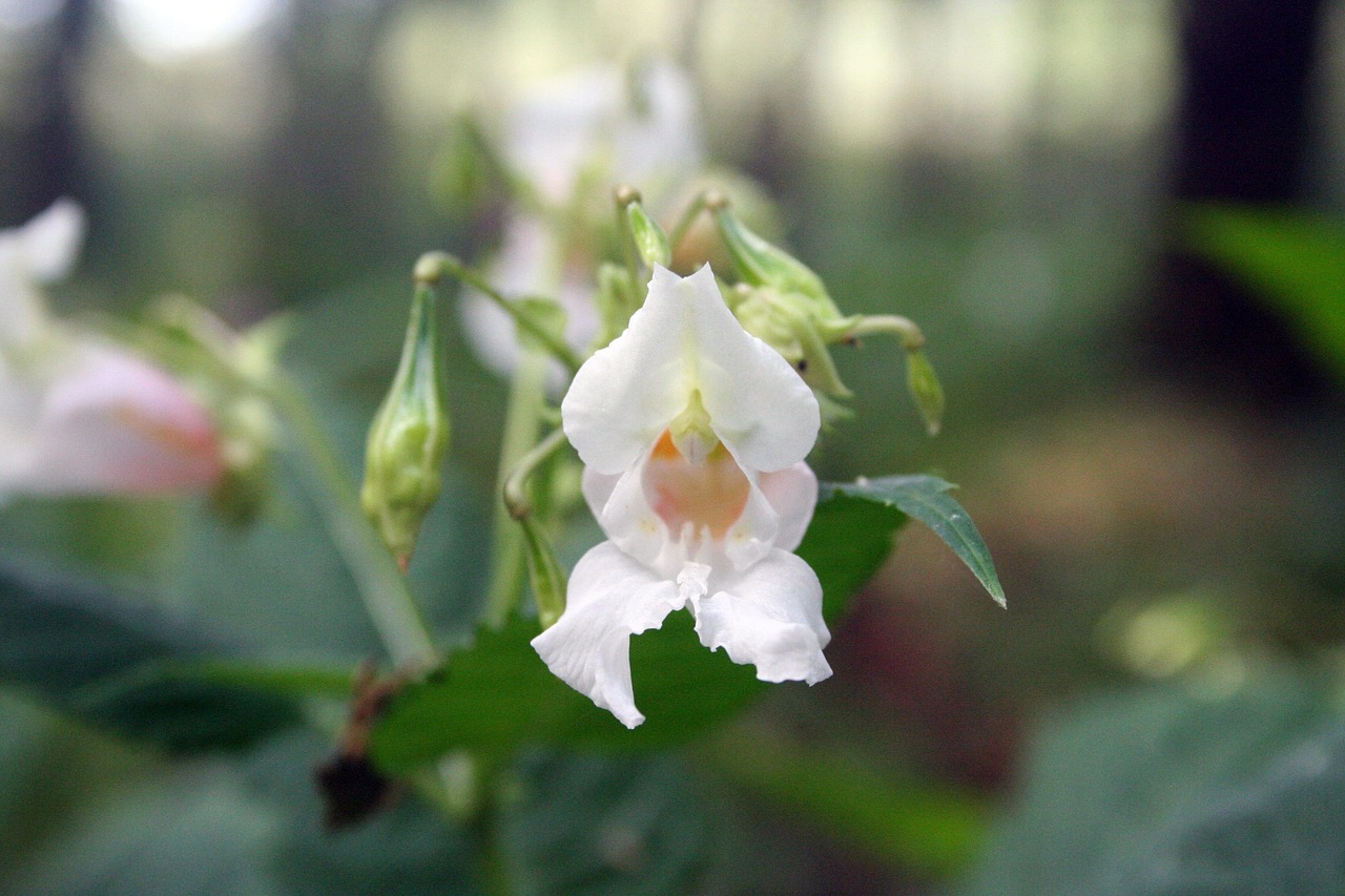 balsam white blossom bloom indian balsam himalayan balsam impatiens glandulifera balsam root close up