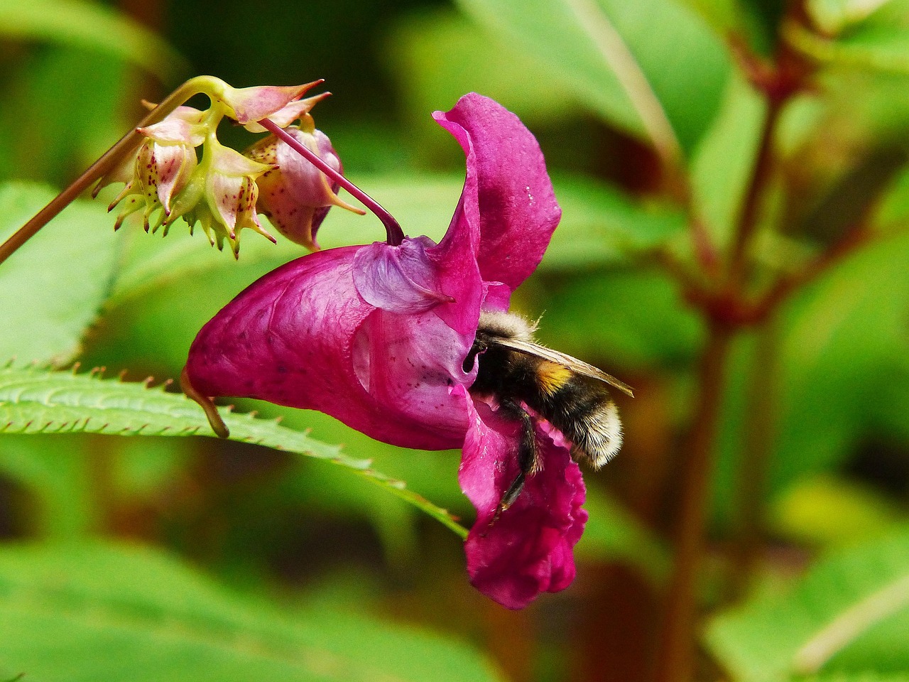 indian balsam himalayan balsam bumblebee insect balms wildflower red balsam pink blossom bloom
