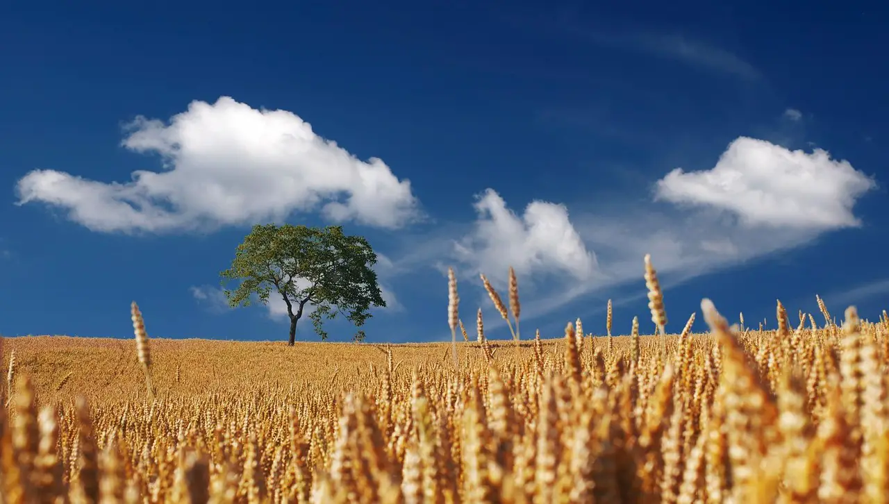 field cereals summer sun sunshine cornfield ripe mature spike clouds landscape nature awns harvest summer summer sunshine harvest harvest harvest harvest harvest