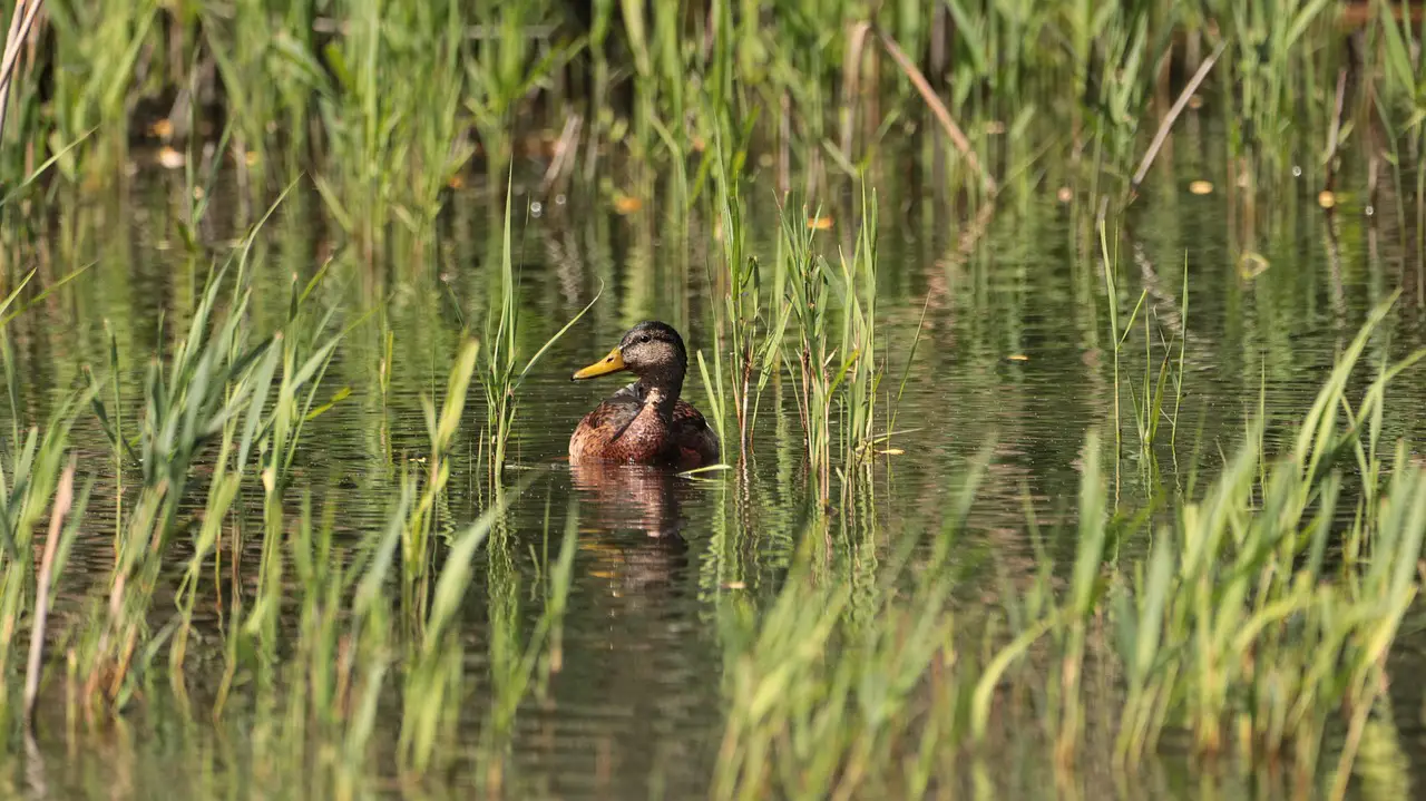 duck lake what water bird nature water bird poultry aquatic animal