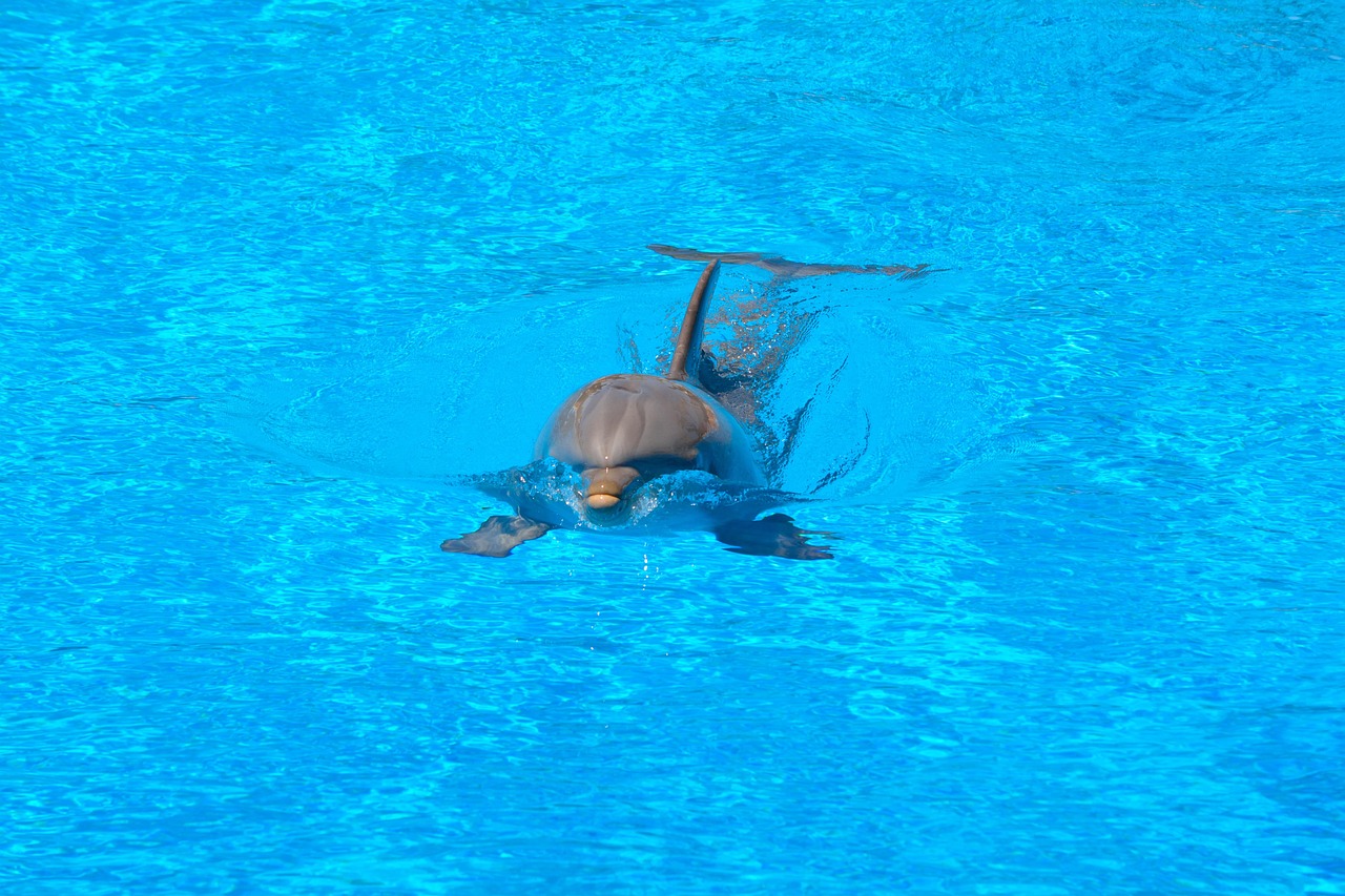 dolphin swim water blue nature jump what dolphinarium fish amimal smart swimming pool