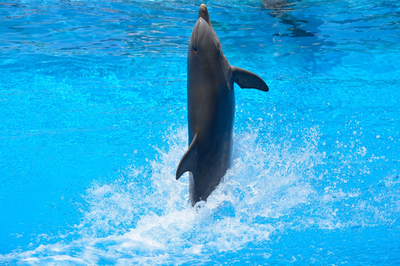 dolphin swim nature water blue jump what dolphinarium fish amimal smart