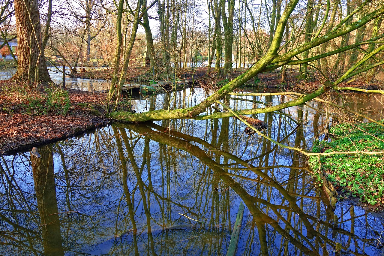 tree water creek across reflection island nature park winter bare tree wild sunny