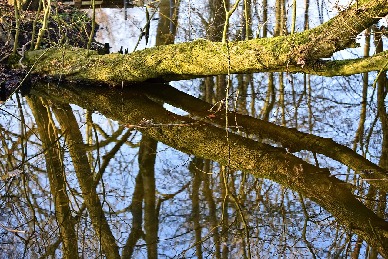 tree trunk creek reflections across nature banks tree spanning the creek park