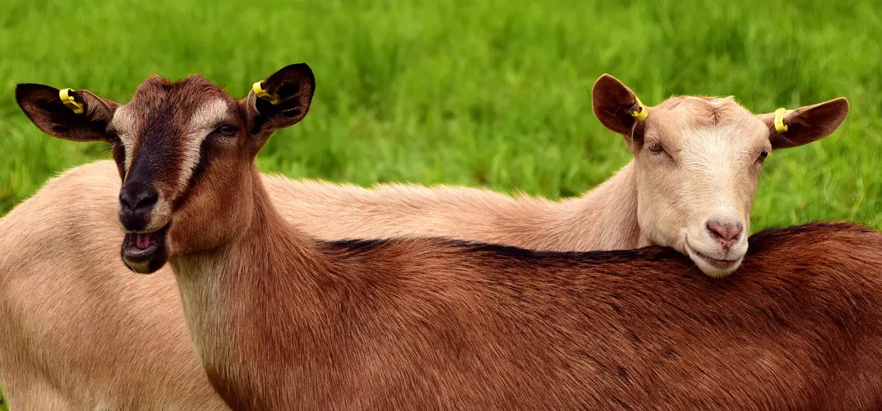goats young pasture meadow brown white brown goat white goat together friends lean on curiosity domestic goat young goats mammal fur domestic animal smooch creature goats goats goats goats goats