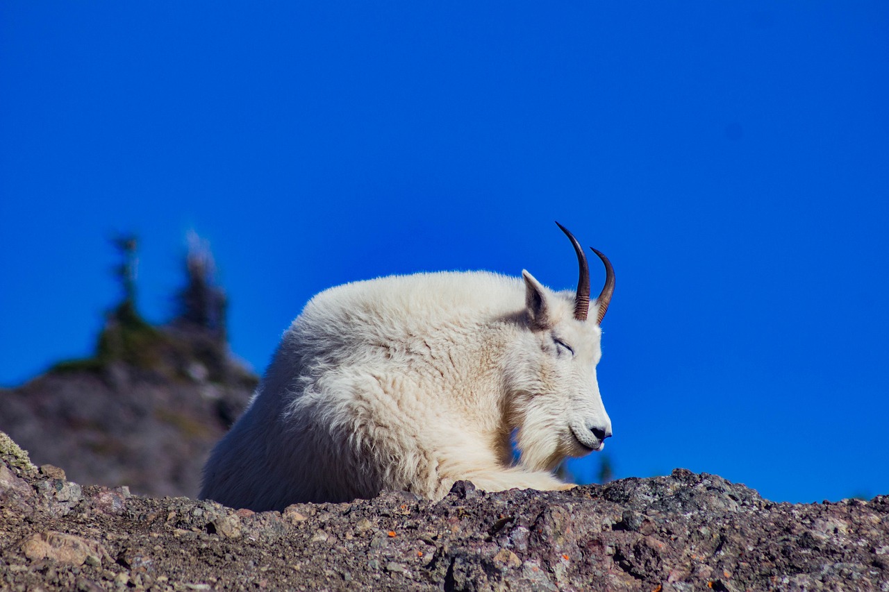 goat resting horns animal mammal fur nature horned relaxation livestock goat horns farm animal animal world goat goat goat goat goat