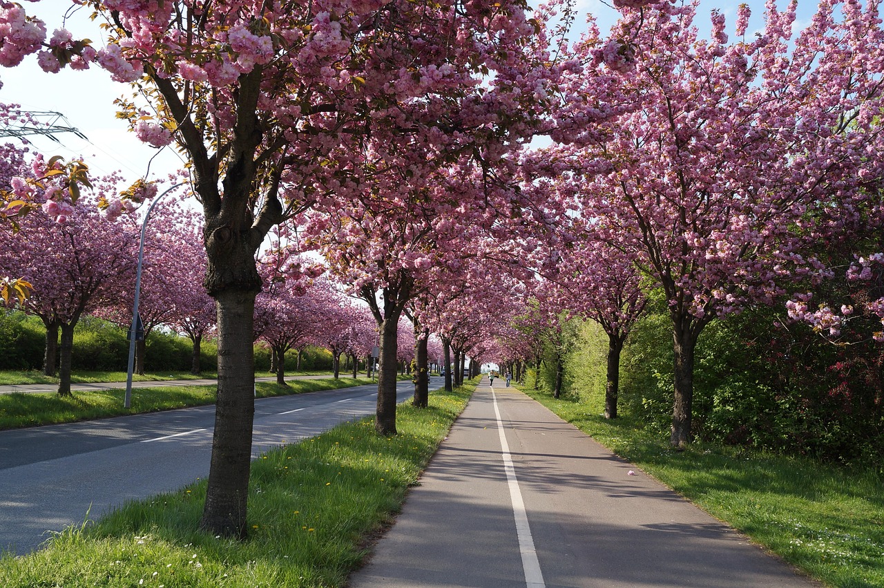 cherry blossom nature cherry tree tree magdeburg wrong spring