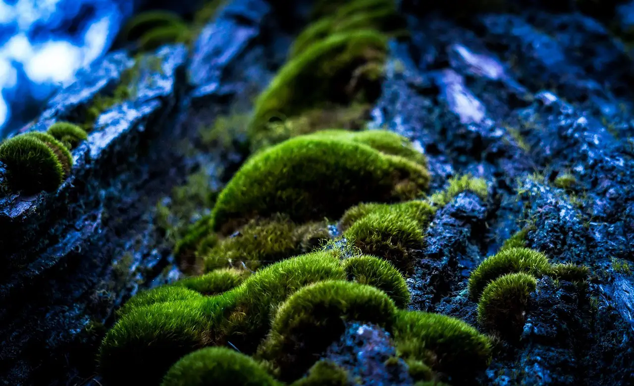 forrest moss mystical tree trunk wood vegetation green tree bark nature forrest forrest forrest forrest forrest moss moss moss