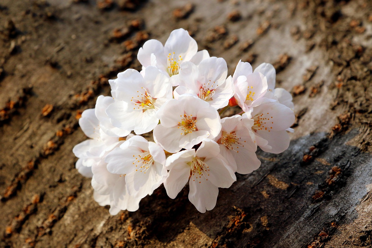 cherry blossoms white flowers flowers spring nature spring flowers flower background landscape plant cherry tree blossom bark flower wallpaper tree beautiful flowers brown