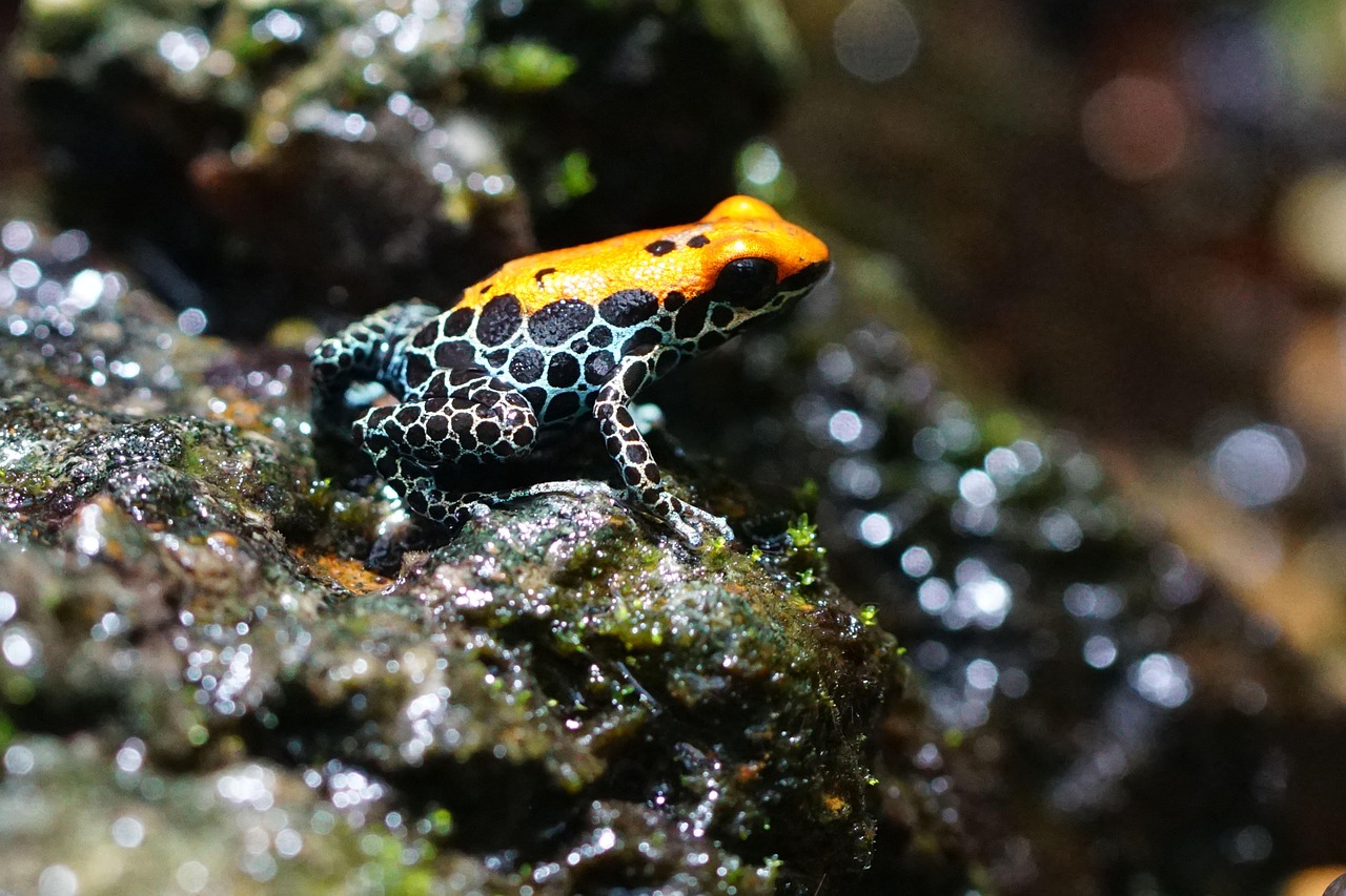 poison dart frog frog amphibian red back tree climber tiny frog frog frog frog frog