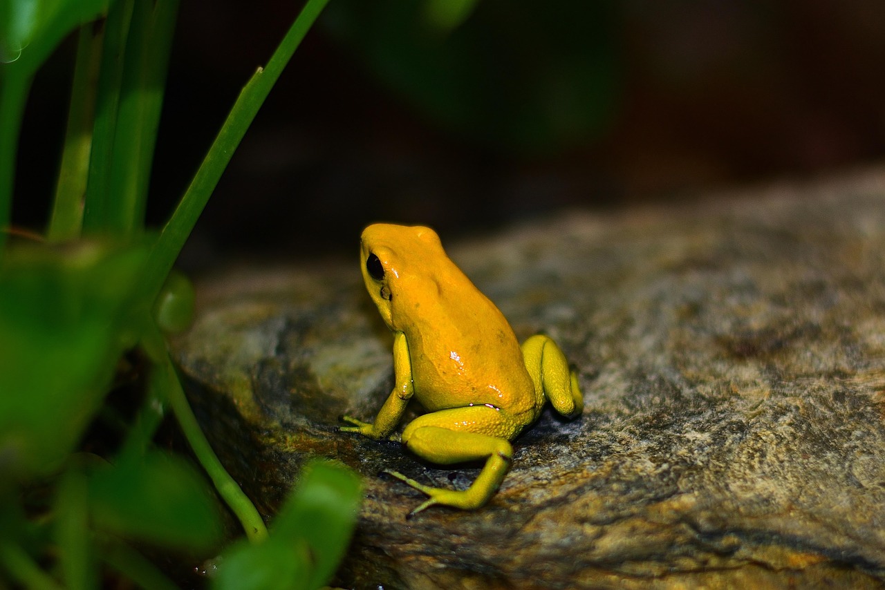 nature poison dart frog yellow tree climber frog terrarium poison dart frog poison dart frog poison dart frog poison dart frog poison dart frog