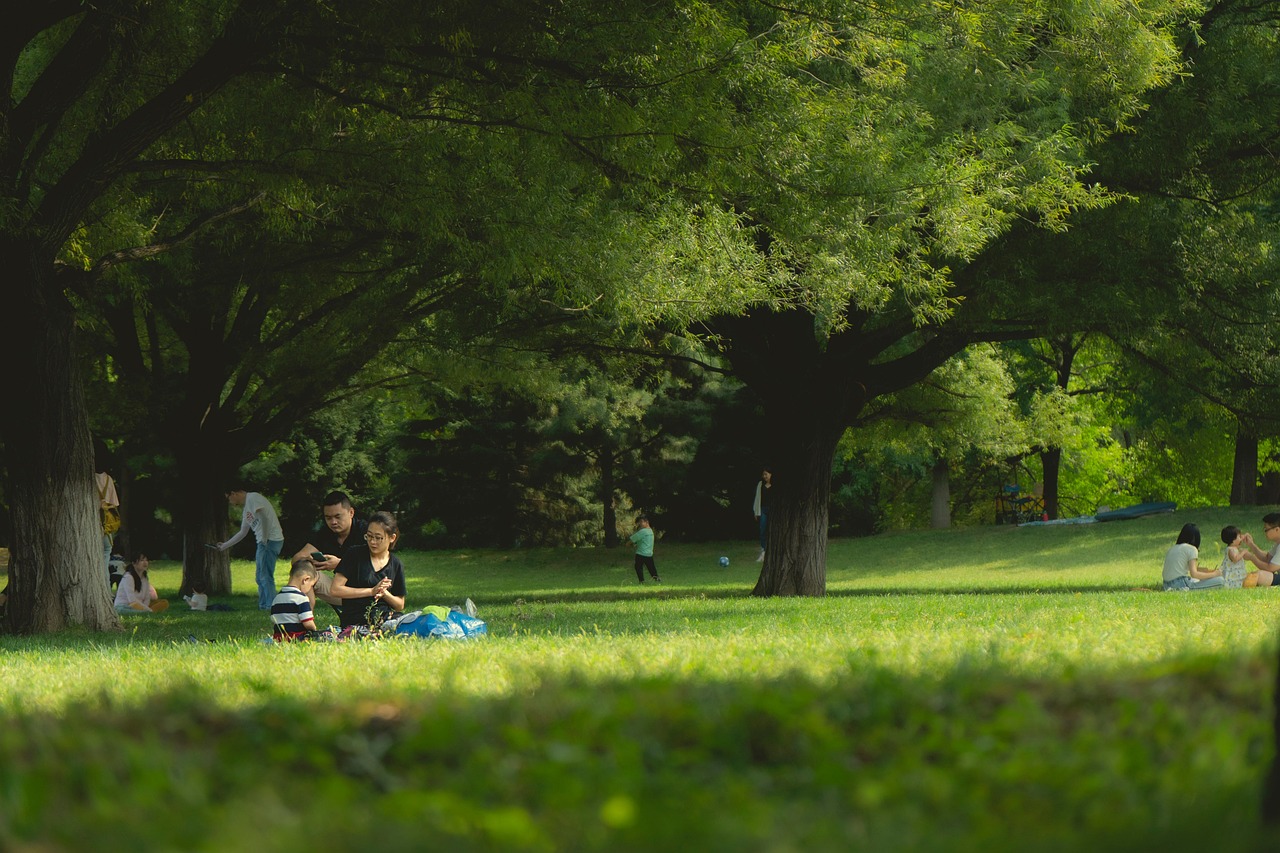 people park picnic grass asian asian families asian people trees foliage undergrowth families leisure nature landscape outdoors picnic picnic picnic picnic picnic
