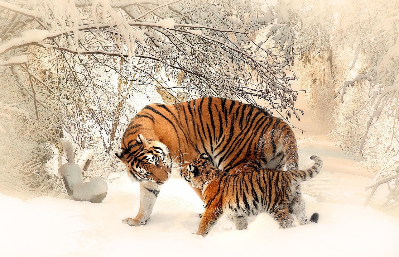 tigers cub snow trees forest mother and child family tiger family young siberian tigers wild cats animals wildlife nature wilderness wildlife photography animal world panthera tigris altaica young animal winter