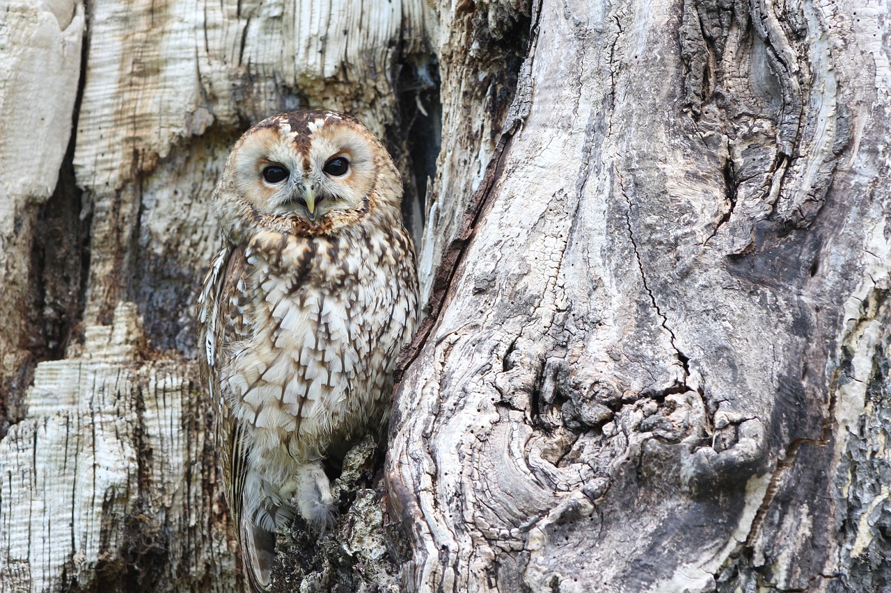 owl camouflage wildlife bird of prey predator bird wild raptor outdoors nature animal animal world wildlife photography owl owl owl owl owl camouflage camouflage bird