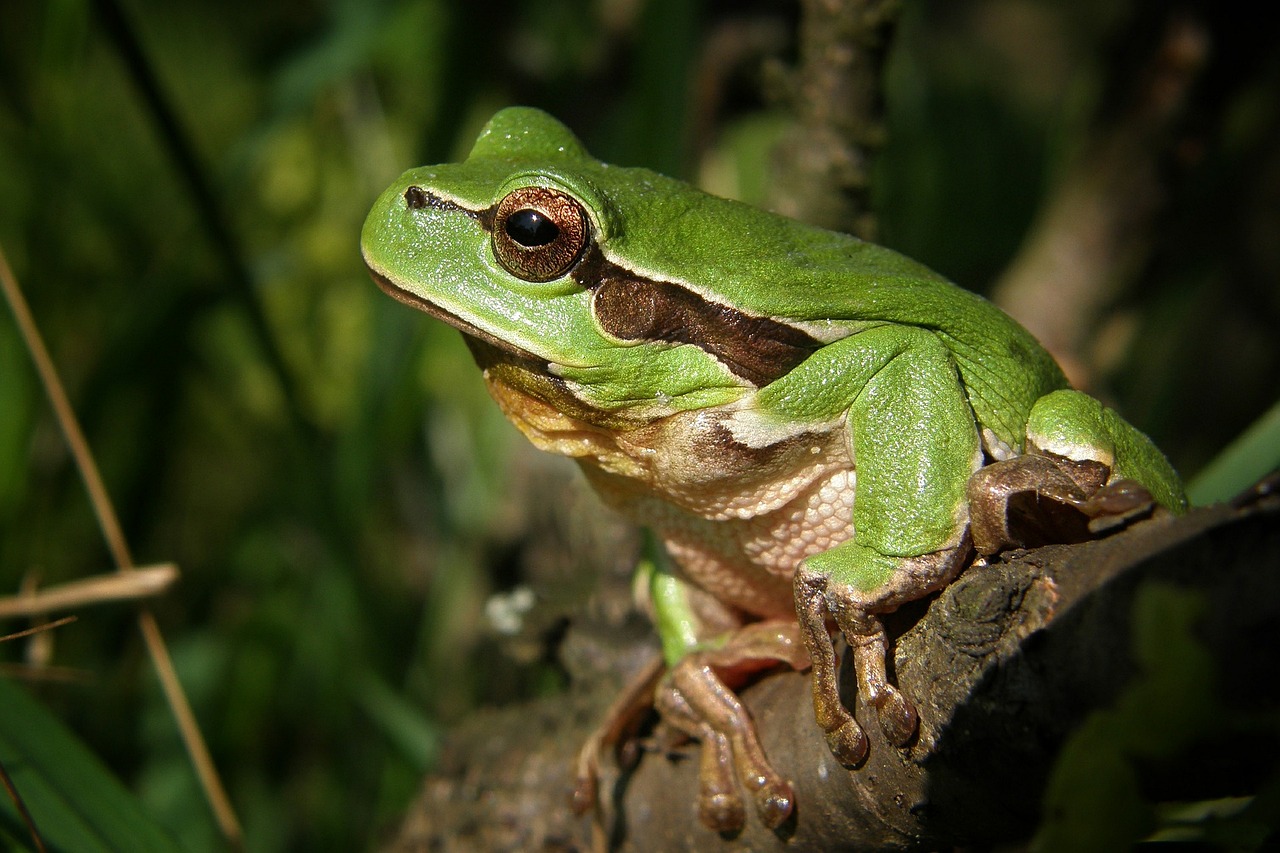tree frog frog tree nature amphibian macro green animal close up fauna animal world frog frog frog frog frog