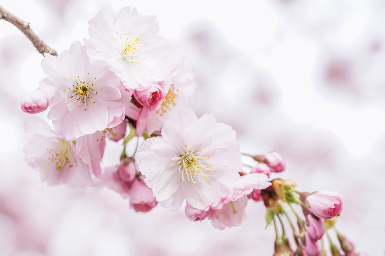cherry blossoms petals nature tree spring sakura bloom blossom close up pastel romantic pink light lighting atmospheric tender feeling world eastercollection cherry blossoms spring sakura sakura sakura sakura sakura pastel