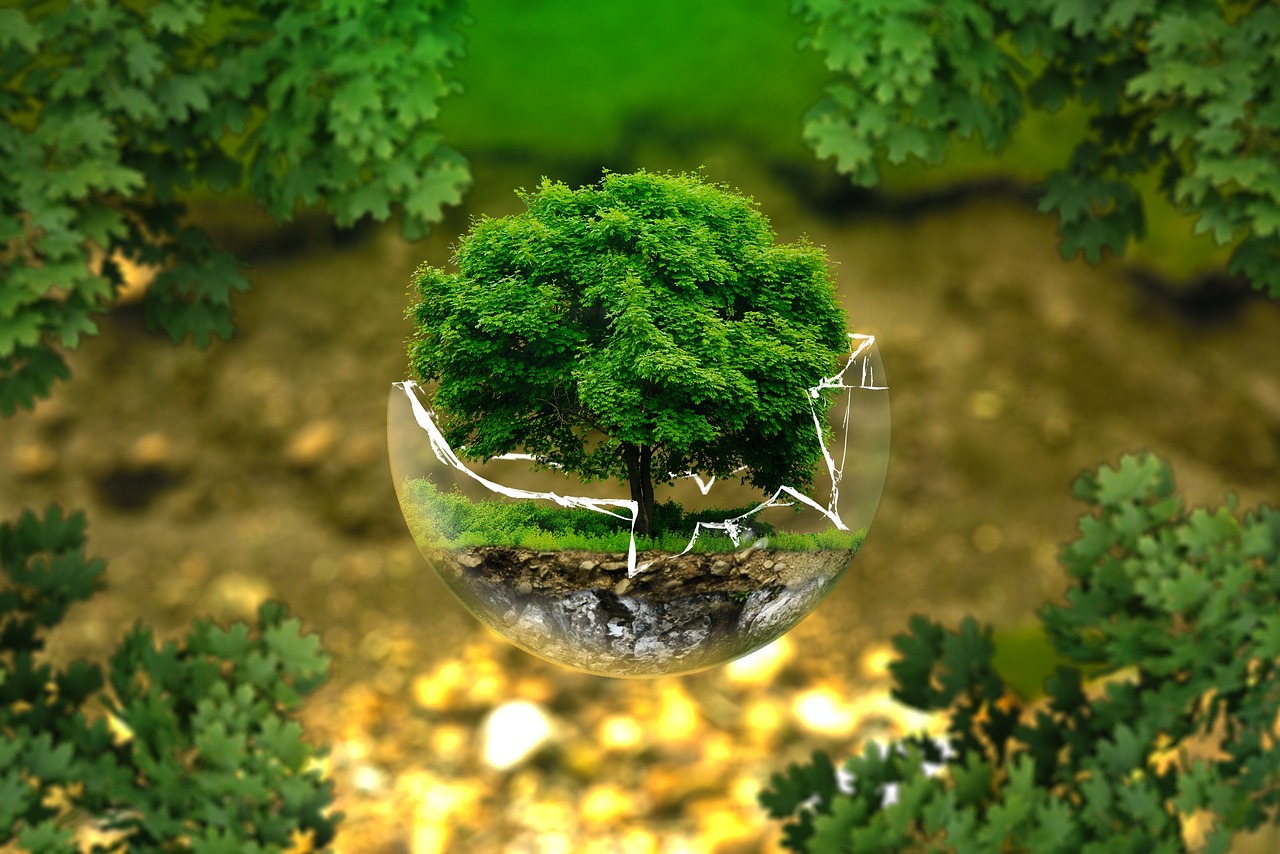 environmental protection natural reserve ecology eco bio glass sphere forest green organic life earth grow trees tree protection forest dieback biology ecological balance environmental pollution fragile sensitive bonsai deciduous tree leaves tree die environment the atmosphere surreal nature forests green good forest green life life earth earth earth earth earth environment environment environment nature
