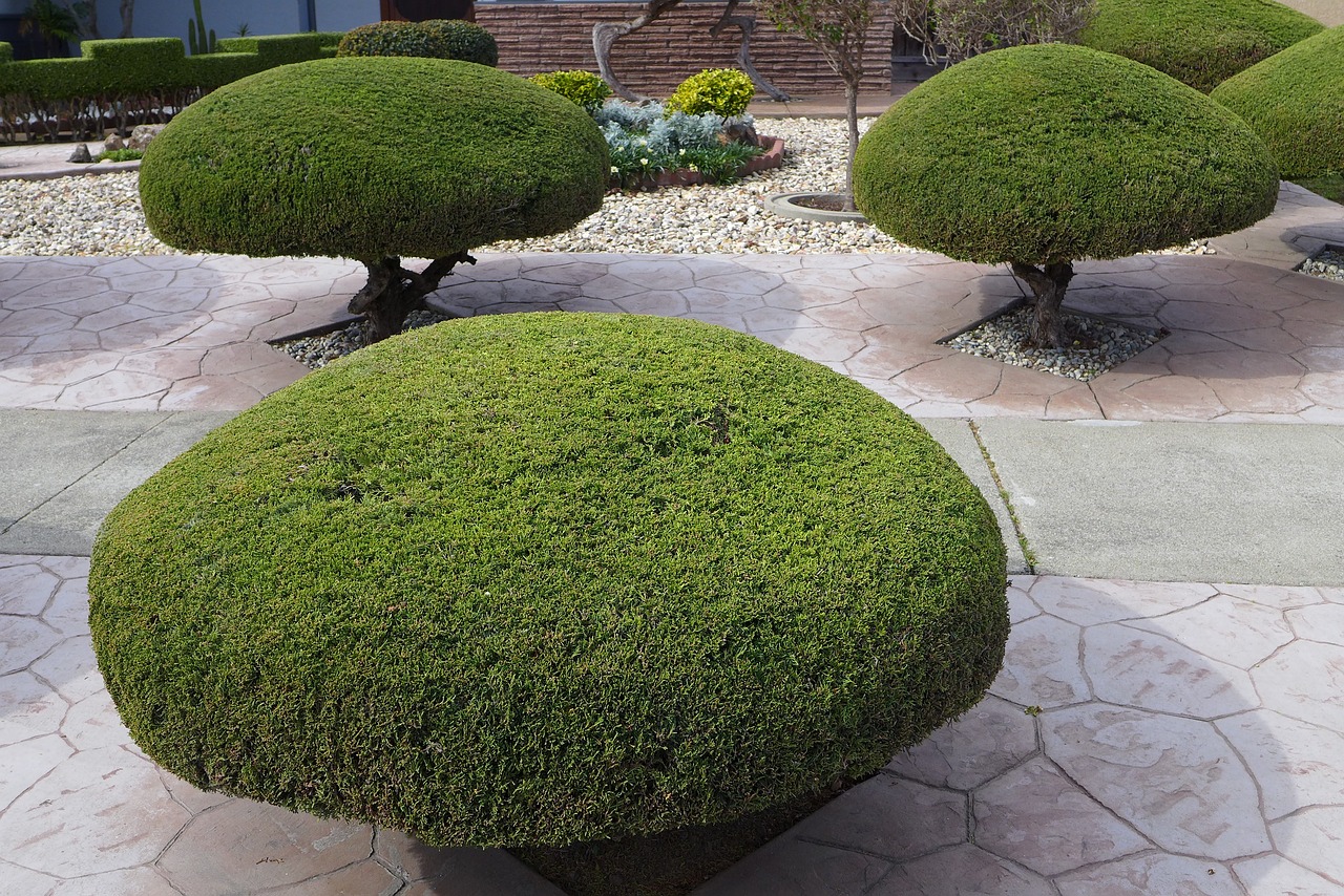 trees trimmed shaped manicured gardening trimming pruning outdoor nature trimming pruning pruning pruning pruning pruning