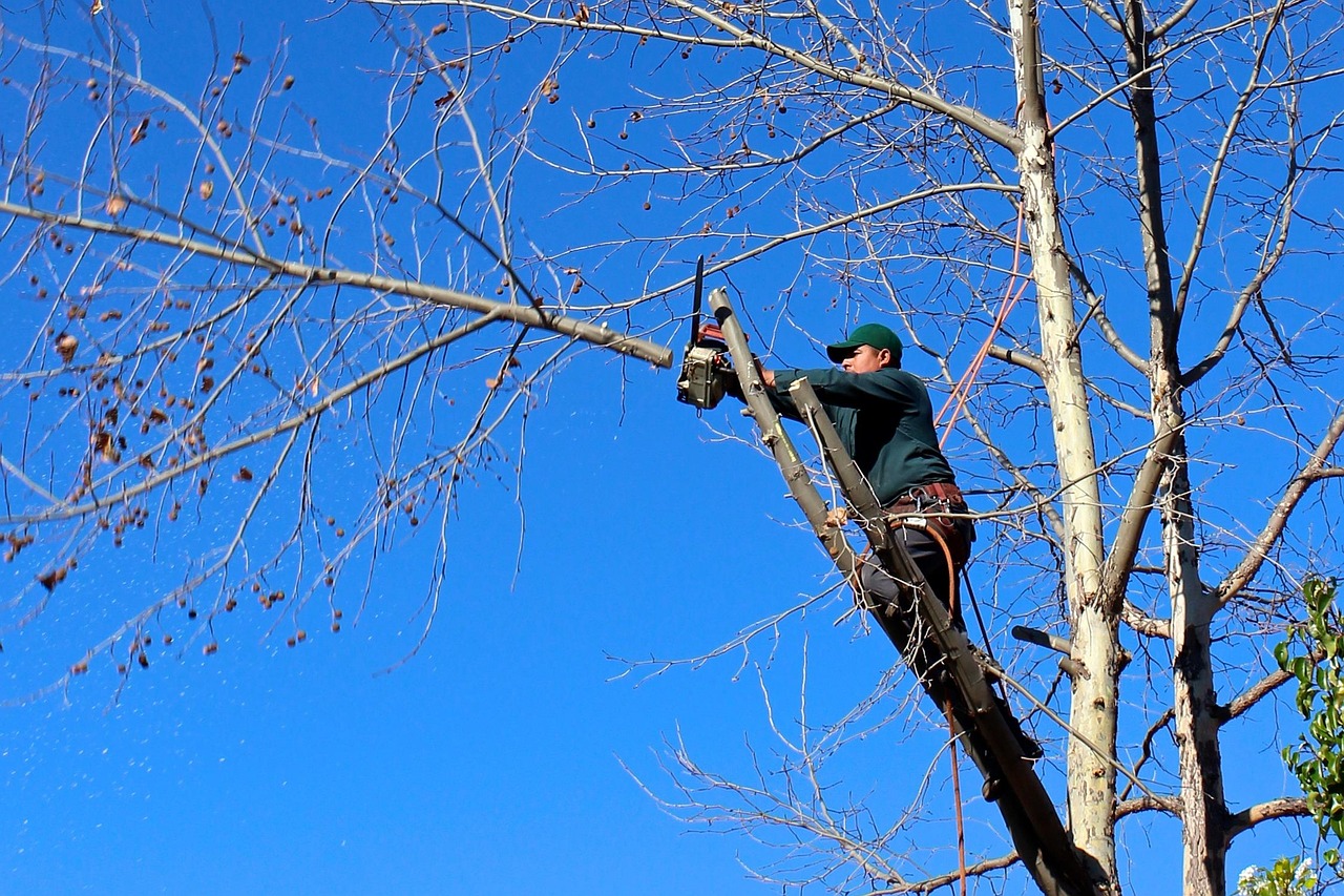 tree woodcutter chainsaw pruning trimming nature felling worker landscaping trees